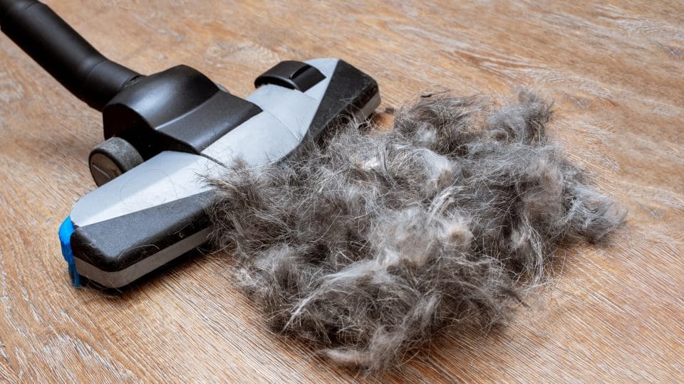 upright vacuum tackling a giant pile of pet hair