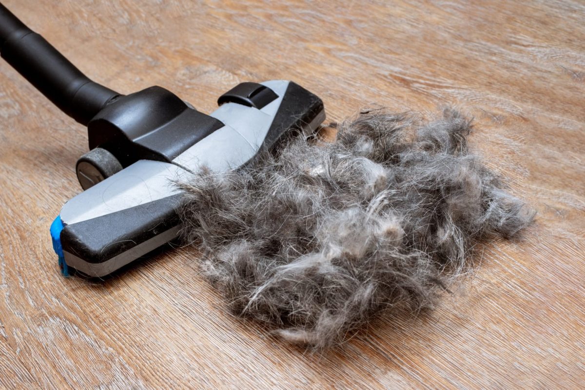 Best Pet Hair Vacuums 20 Powerful, What S The Best Vacuum For Hardwood Floors And Pet Hair