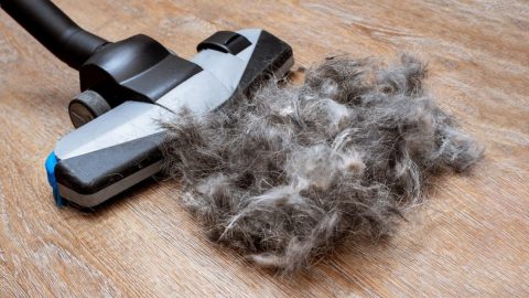 upright vacuum tackling a giant pile of pet hair
