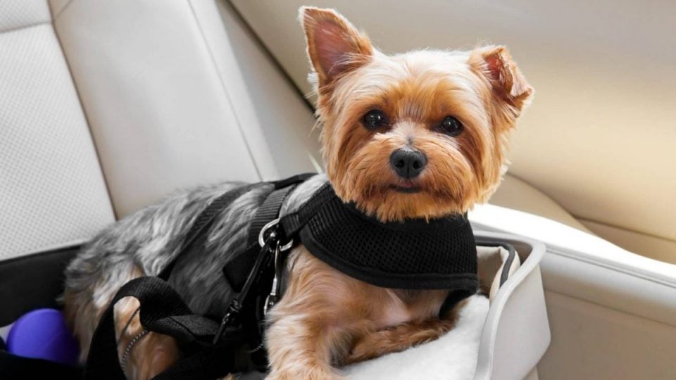 Yorkie in a dog car seat and harness