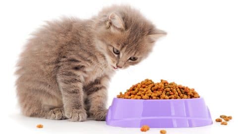 kitten with bowl of dry food