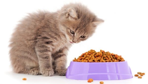 Cat Food Bowls 10 Cute and EasytoClean Cat Food Bowls