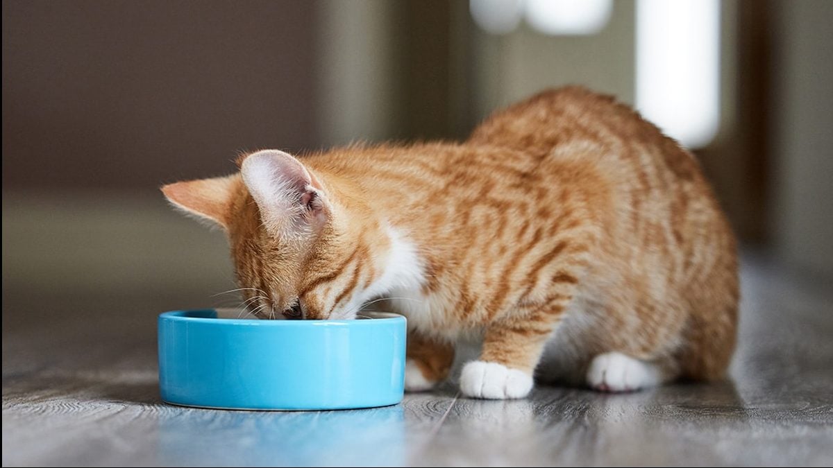 Wet Food for Kittens Our Wet Food Picks for Your Growing Kitty