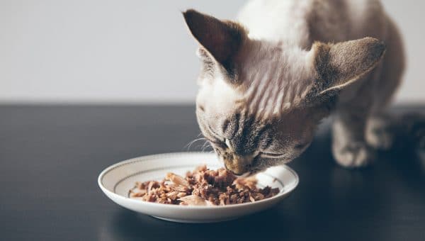 kitten eating canned food