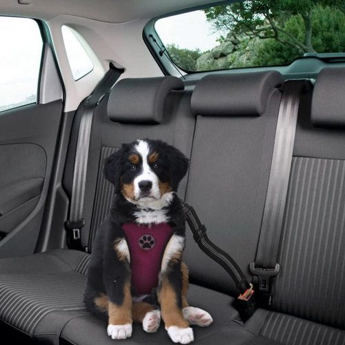 Car Dog Harnesses The Best For Safety - Best Pet Car Seat Belt