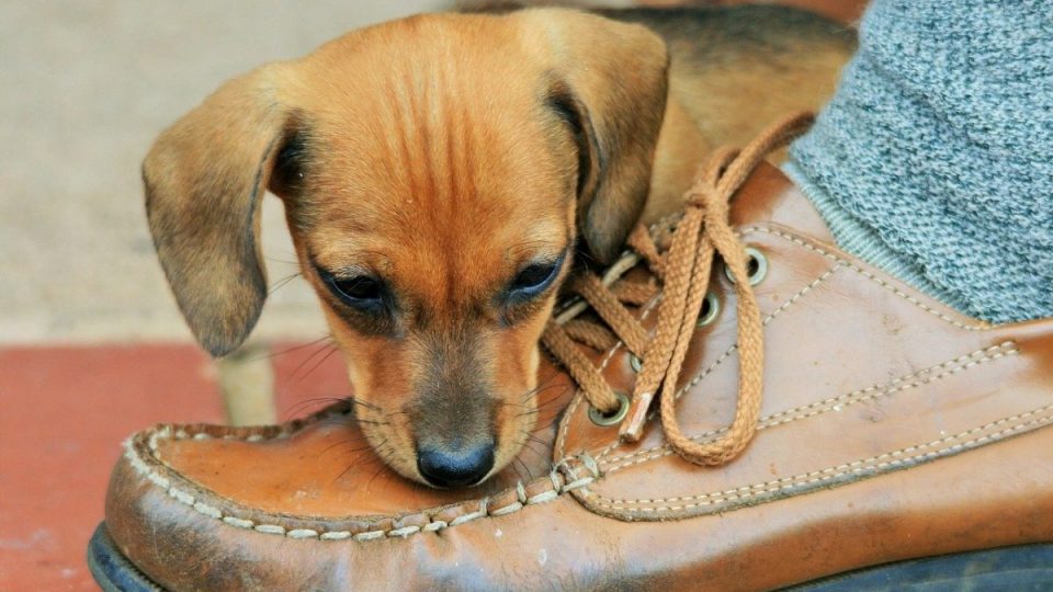 puppy chewing on shoe