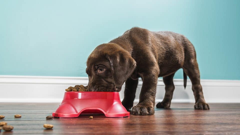 puppy eating dog food without chicken