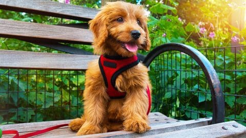 puppy in harness sitting on bench