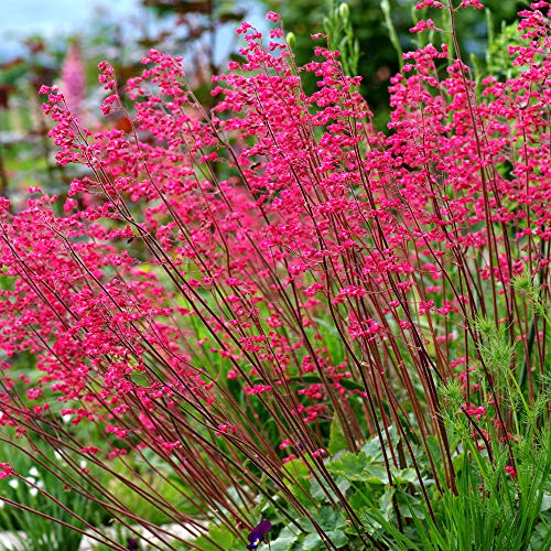 pink Coral Bells, a dog-safe plant