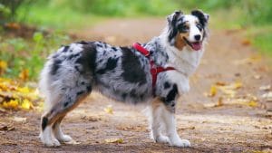 Australian Shepherd dog wearing red harness