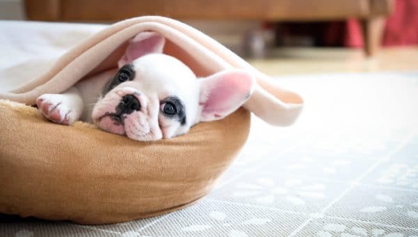 French Bulldog in cheap dog bed