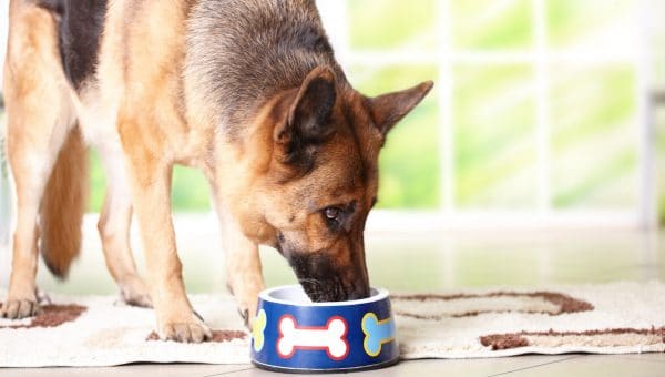 the best dog food for German Shepherds meet their size and activity needs