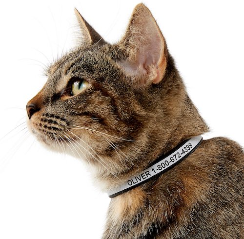 GoTags personalized collar