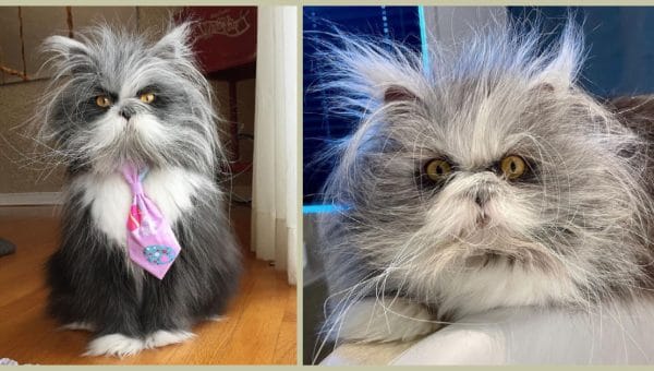 atchoum the cat who looks like a werewolf