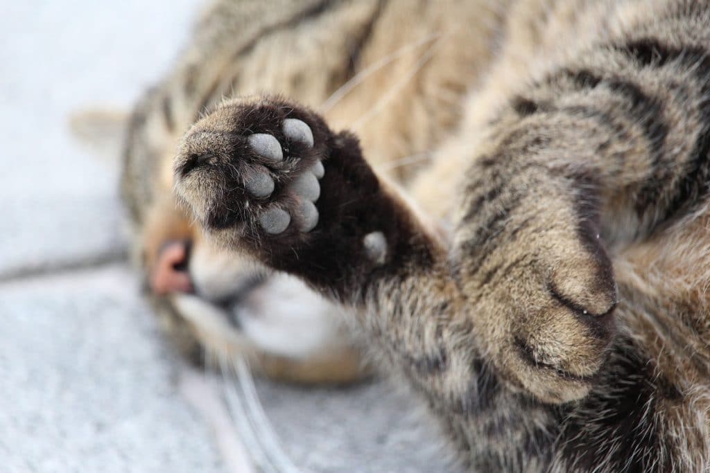 Cat Horned Paws What Are Cutaneous Horns and What Can You Do About