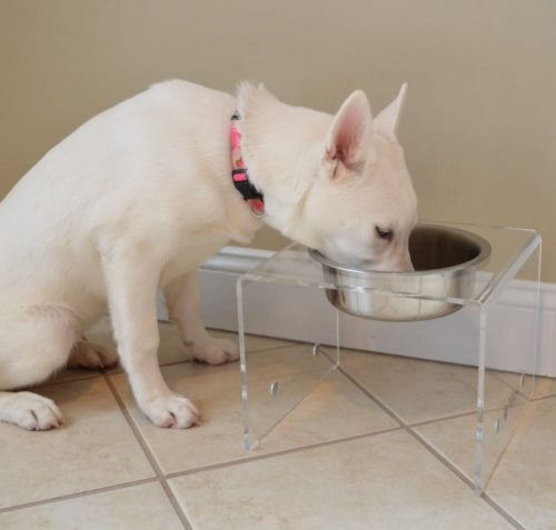 PetFusion Elevated Magnetic Dog Feeder