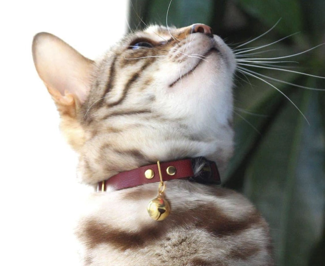cat wearing Supakit leather collar