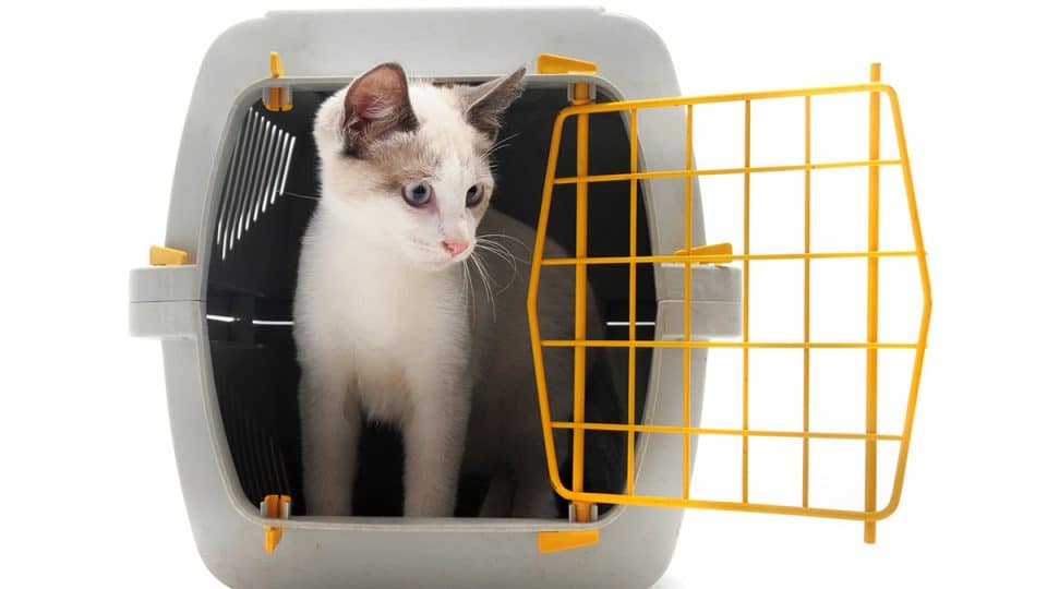 cat standing in carrier