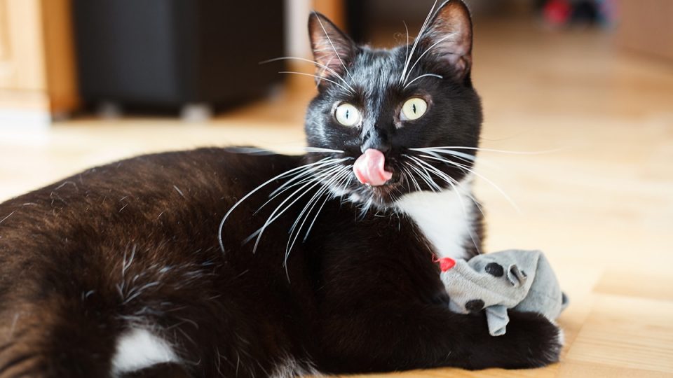 cat with catnip toy