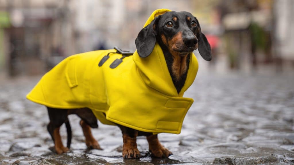Dachshund dog in raincoat