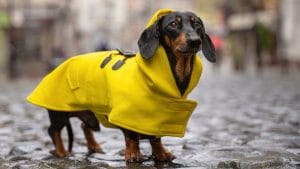 Dachshund dog in raincoat