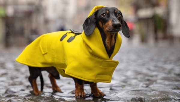 Dachshund dog in raincoat