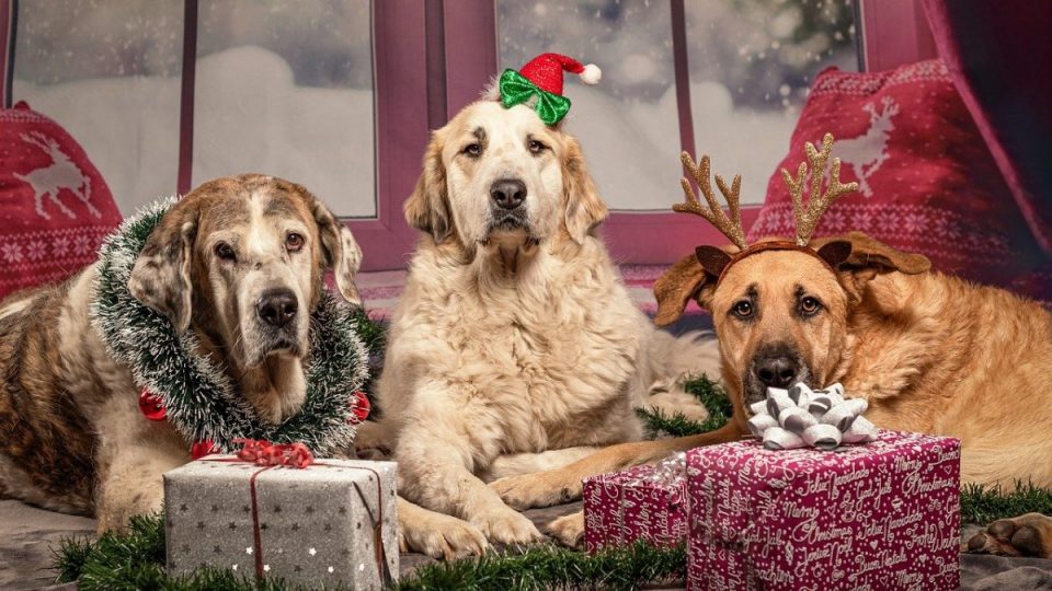 Dog Gift Pet Ornaments tree Decoration Dog Lover Gifts Dog Stocking Stuffer Dog Owner Gift Holiday Pug Dog Ornament or Magnet Set