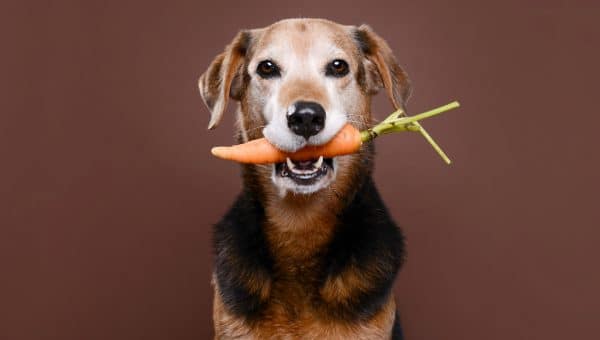 dog eating high-fiber food