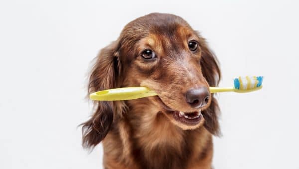 Dachsund with toothbrush ready for dog toothpaste