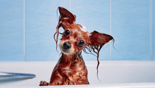 dog shampoo in bath