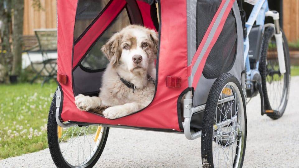dog in bike carrier/trailer