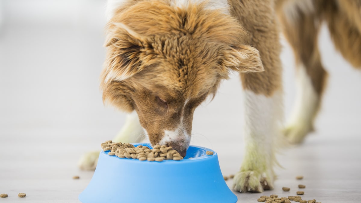 Grain Free Dog Food   25 Best Affordable Picks for Your Furry Friend