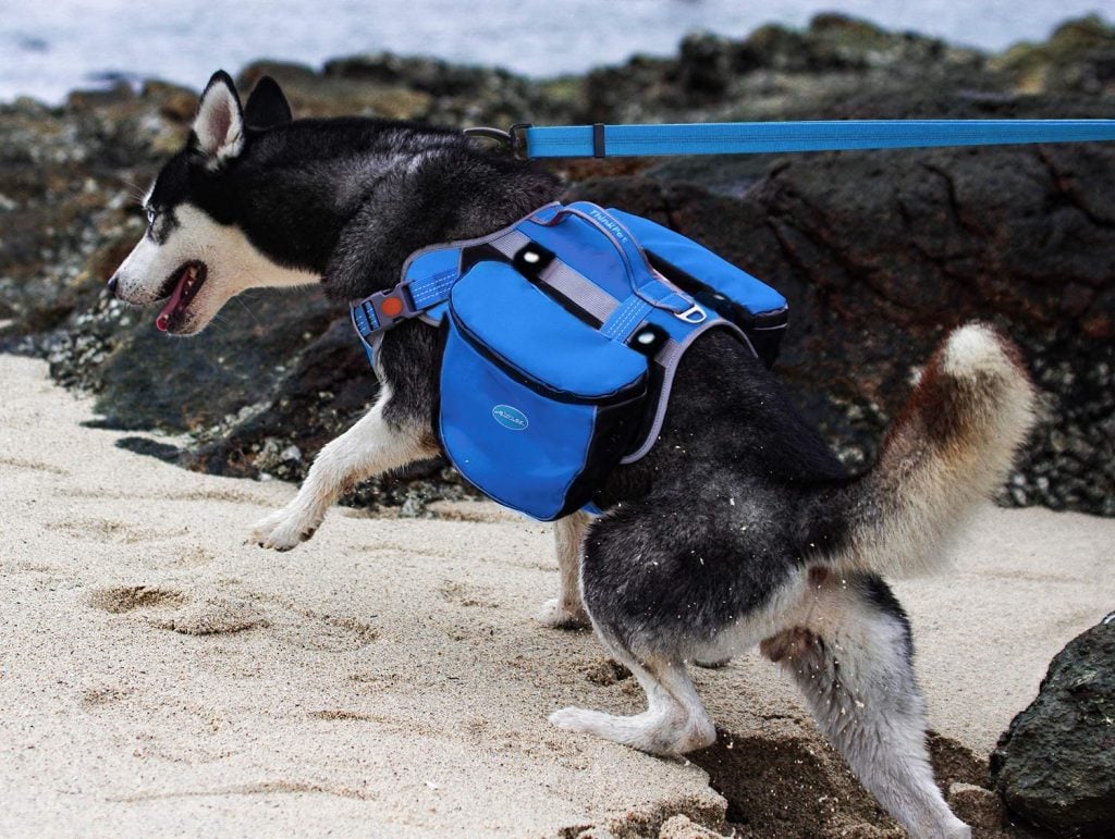 The 21 Best Dog Packs Your Pup Can Carry on Your Next Adventure