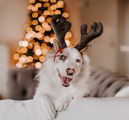 white dog wearing festive antlers