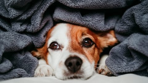 dog peeking from under blanket
