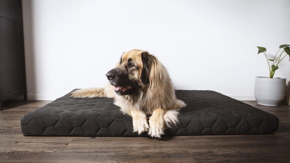 dog cooling on bed