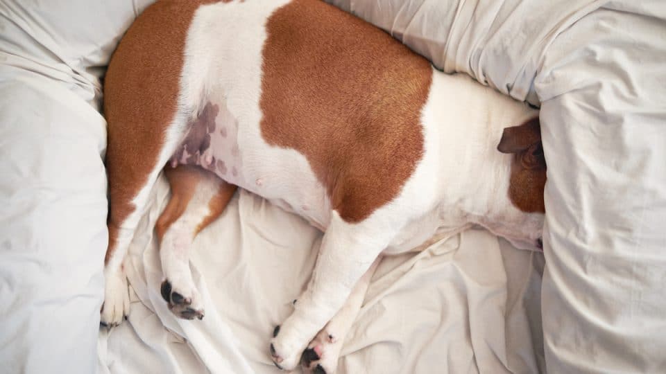 bulldog on orthopedic bed