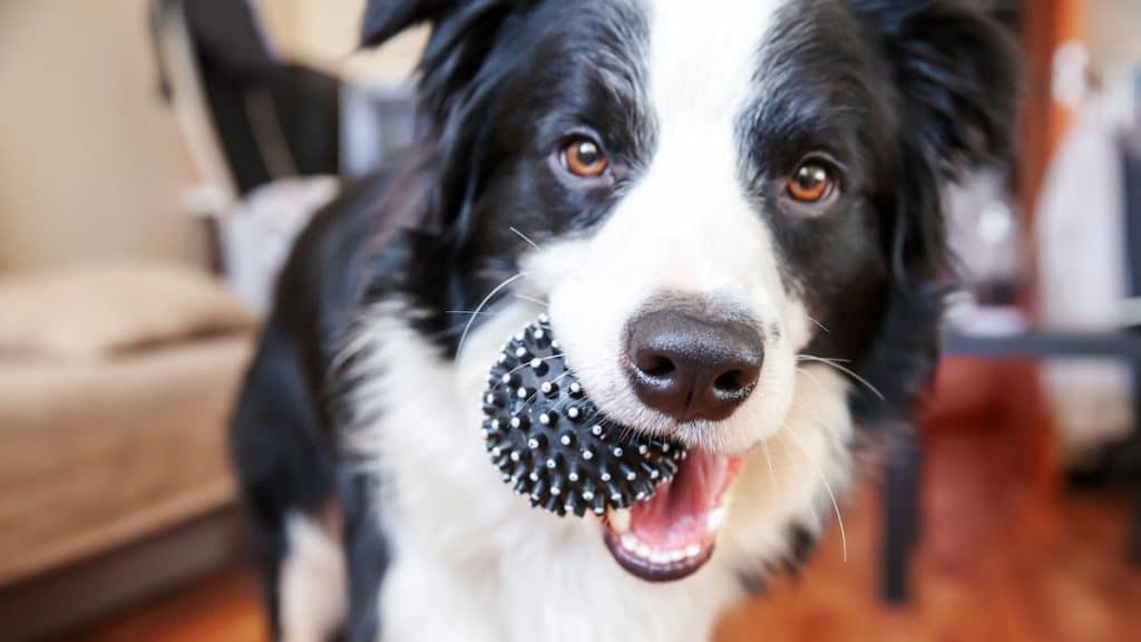 dog with toy