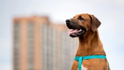 rhodesian ridgeback in blue harness