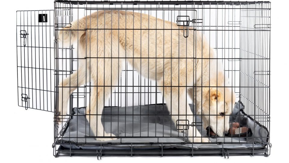 large white dog in a crate