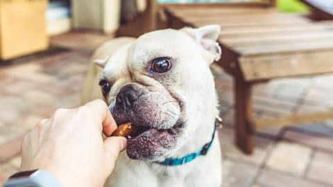french bulldog eating a treat from hand