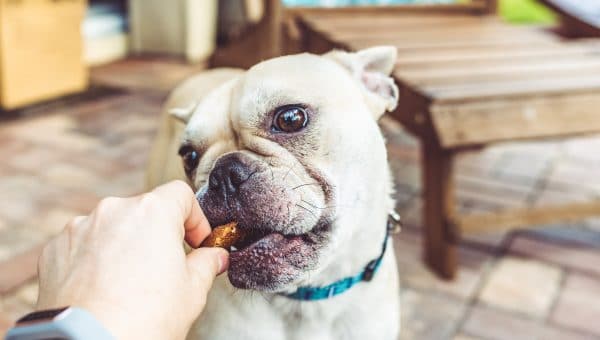 french bulldog eating a treat from hand