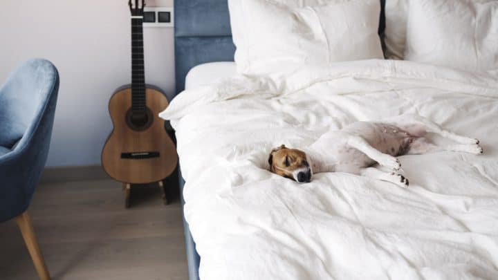 small terrier lounging on a human bed