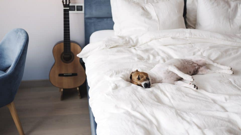 Best Dog-Proof Bedding | The Top Dog Hair Resistant Sheets and More
