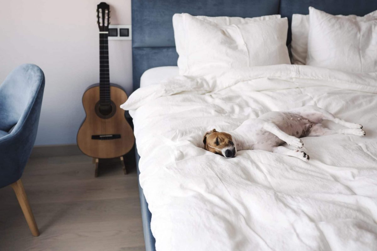 Best Dog Proof Bedding The Top, Pet Duvet Covers
