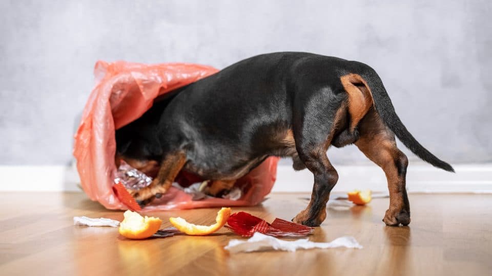 Dachshund nosing through trash, this was not the best dog-proof trash can