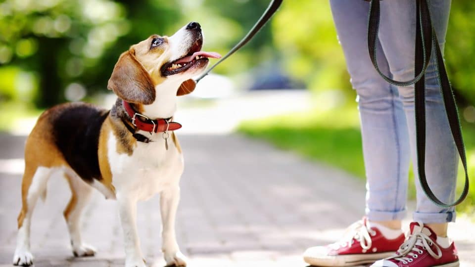 beagle on leash looking at walker