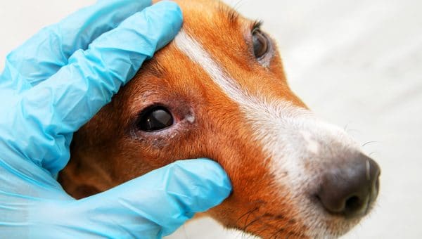 dog with eye infection being examined