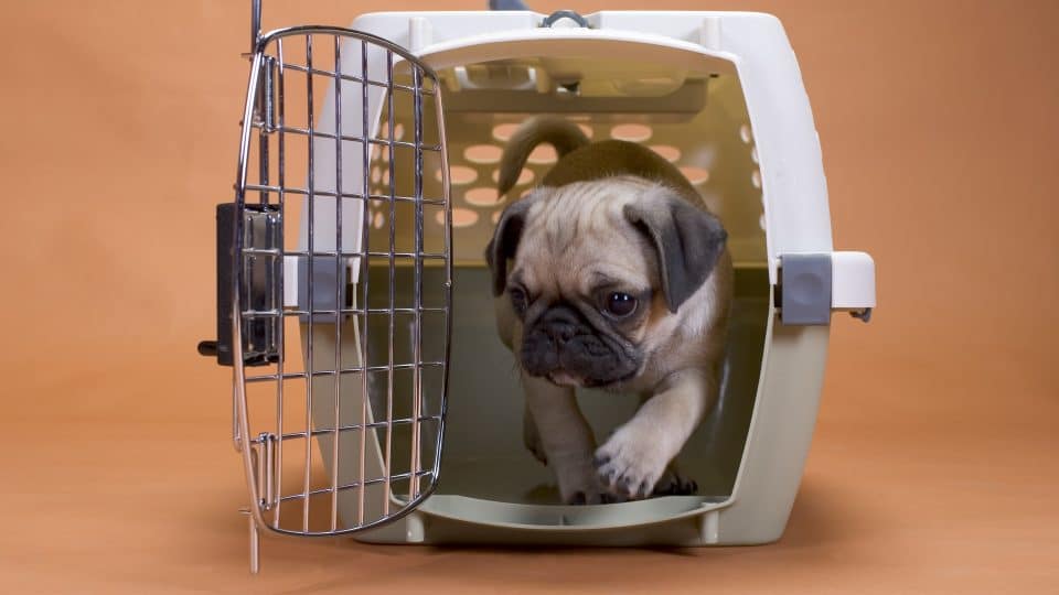 pug stepping out of a hard shell travel crate