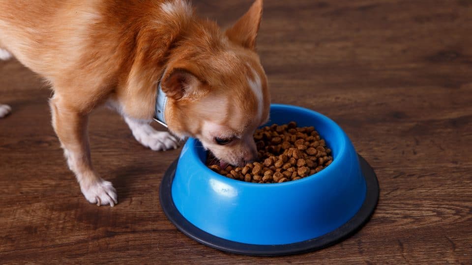 chihuahua eating kibble from a bowl